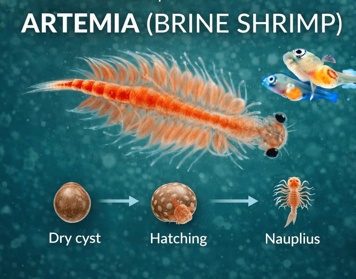 Artemia