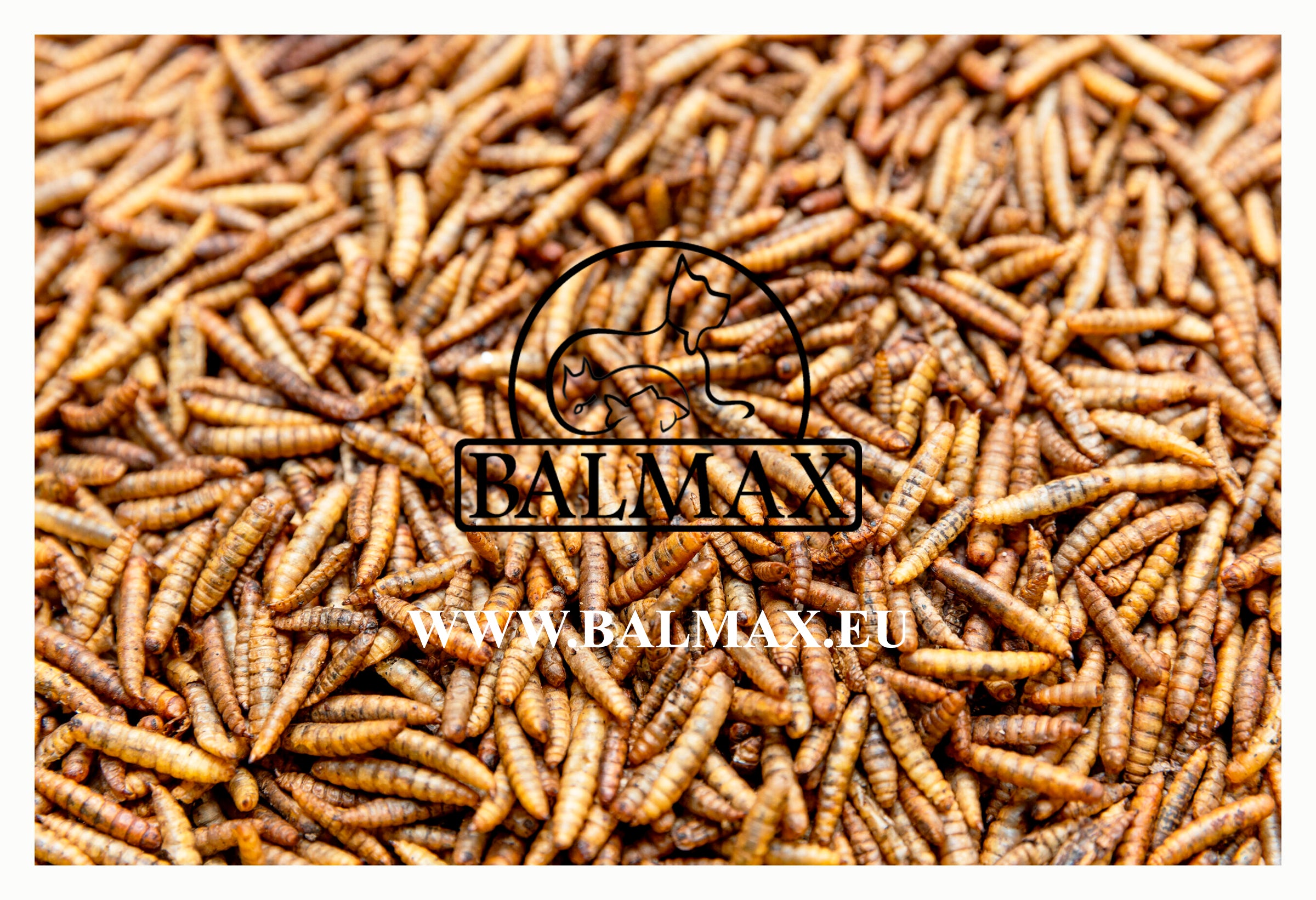 Balmax Hermetia / Suszone larwy muchy czarnego żołnierza / Black soldier fly larvae / 5kg